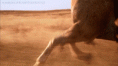 /album/fenykepgaleria/cavalo-arabe-gif/